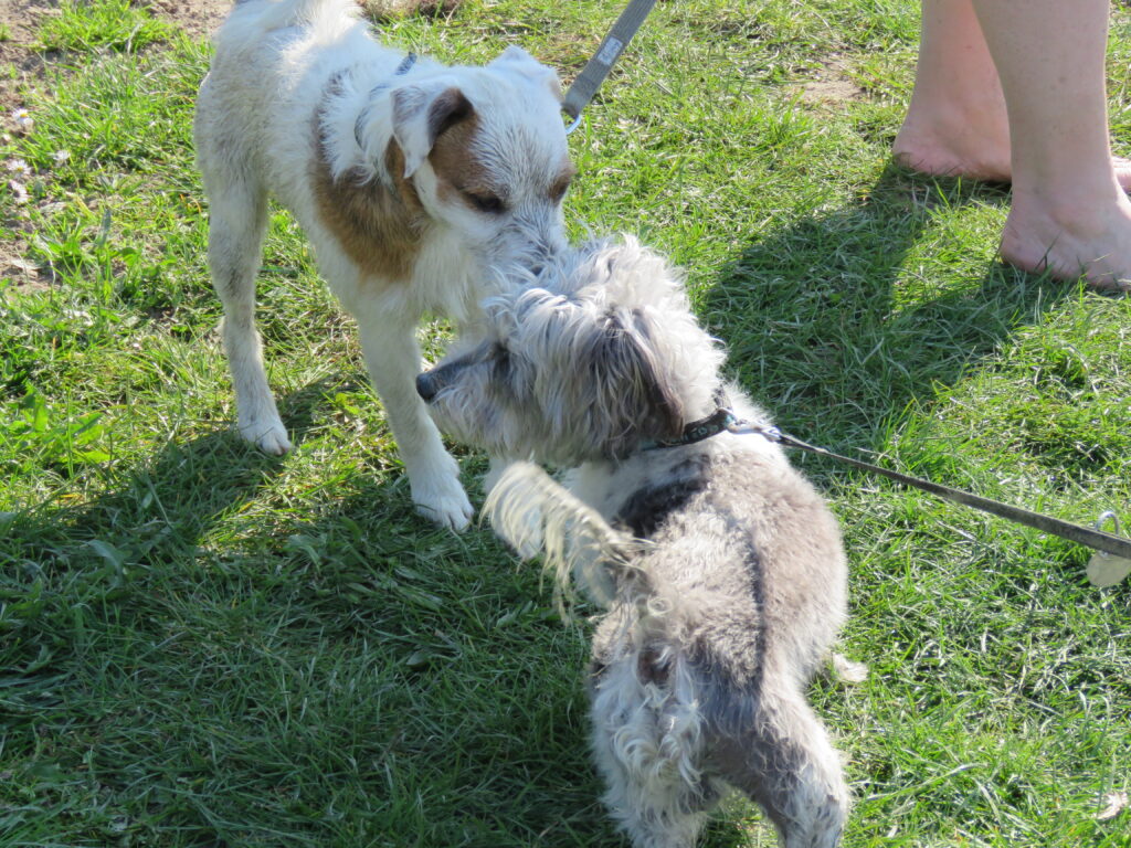 Hundefreifläche Nähe Fährhafen in Cuxhaven