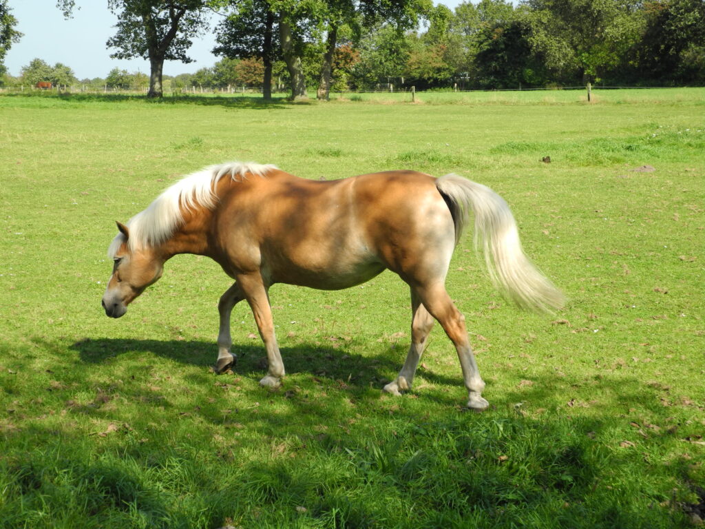 Pferdeweide in Berensch