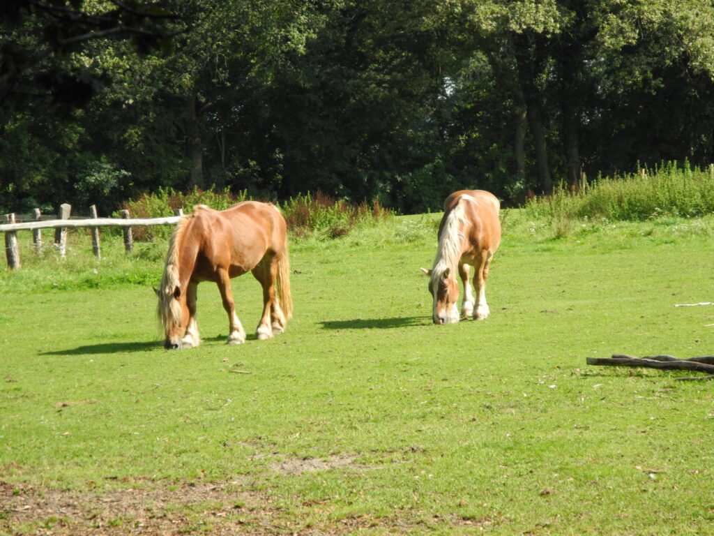 Pferdeweide in Lüdingworth