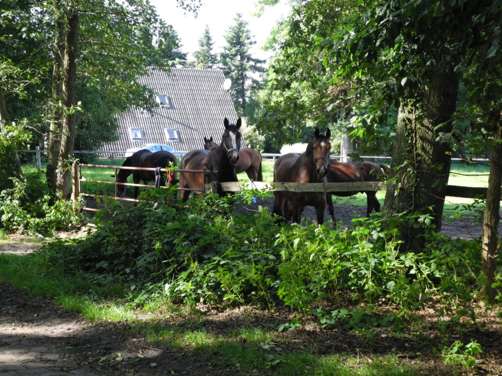 Pferdeweide im Reiterdorf Holte-Spangen