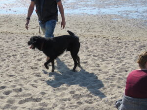 Der Hundestrand in Sahlenburg mit Sandstrand