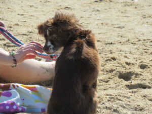 Hundestrand an der Kugelbake in Cuxhaven Döse
